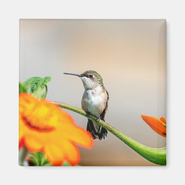 Hummingbird on a flowering plant magnet (Front)