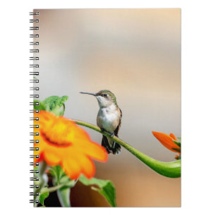 Hummingbird on a flowering plant notebook