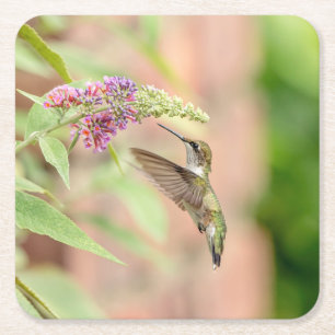 Hummingbird on a flowering plant square paper coaster
