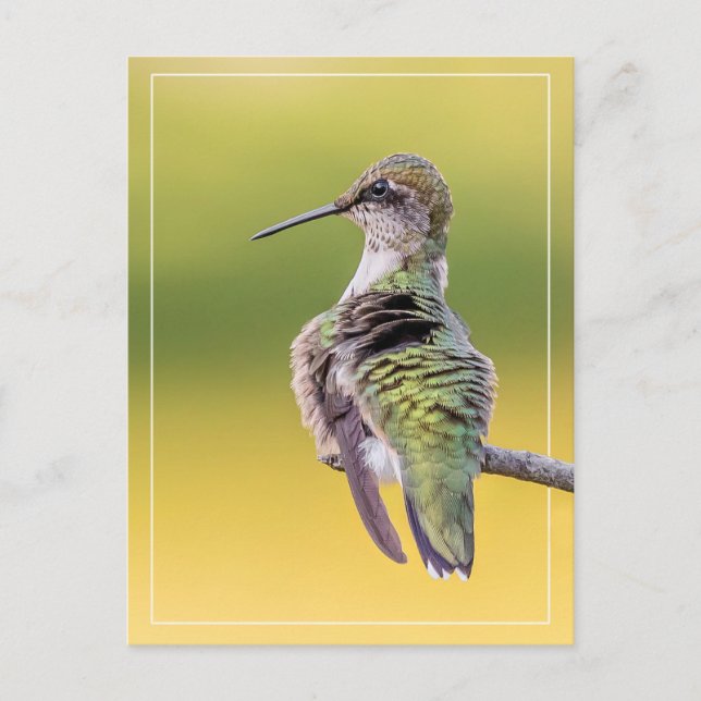 Hummingbird On Alert  Postcard (Front)