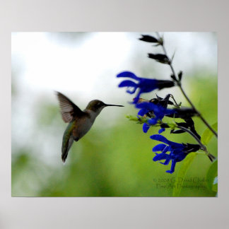 Hummingbird on Blue Salvia Poster
