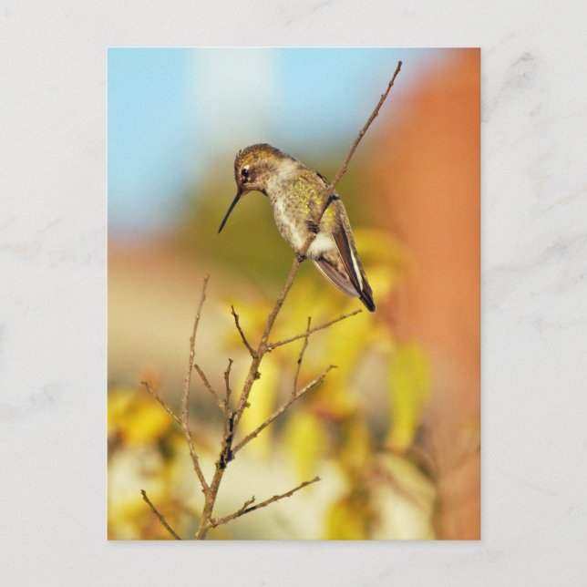 Hummingbird on branch postcard (Front)