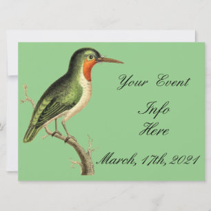 Hummingbird on Branch Thunder_Cove