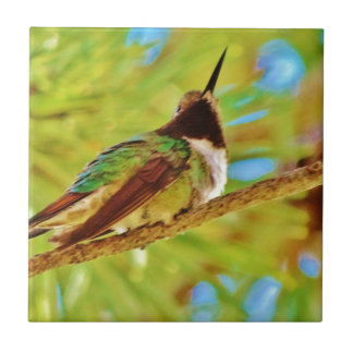 Hummingbird on evergreen tile