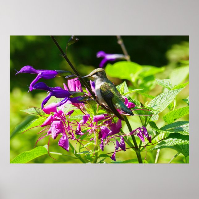 Hummingbird on Hummingbird Mint Colourful Nature Poster (Front)