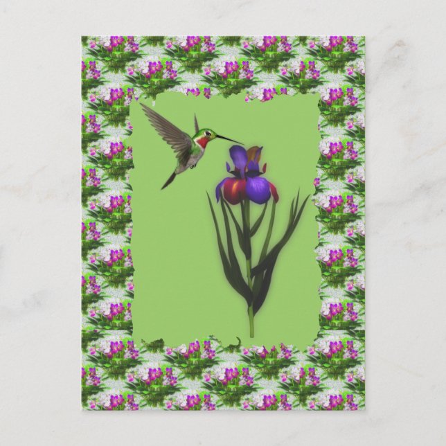 Hummingbird On Iris Flower Postcard (Front)