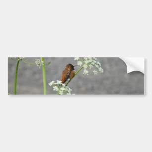 Hummingbird on Queen Ann's lace flower Bumper Sticker