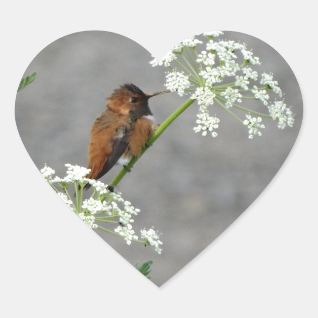 Hummingbird on Queen Ann's lace flower Heart Sticker (Front)