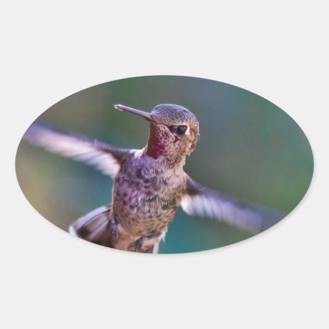 Hummingbird Oval Sticker (Front)