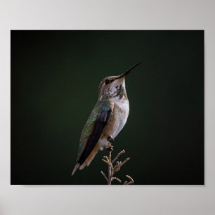 Hummingbird Perched on Branch - Bird Photography Poster