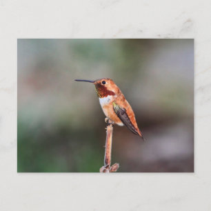 Hummingbird Photo Postcard