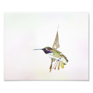 Hummingbird Photo Print