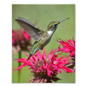 Hummingbird Photography Print Photo Print