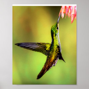 Hummingbird Pink Flower Bird Poster