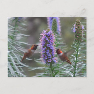 Hummingbird play postcard