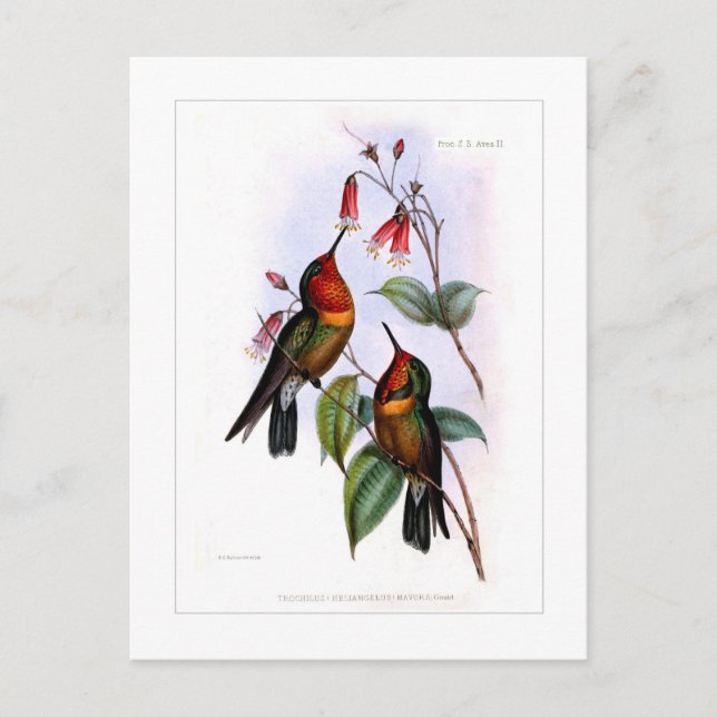 Hummingbird Postcard (Front)