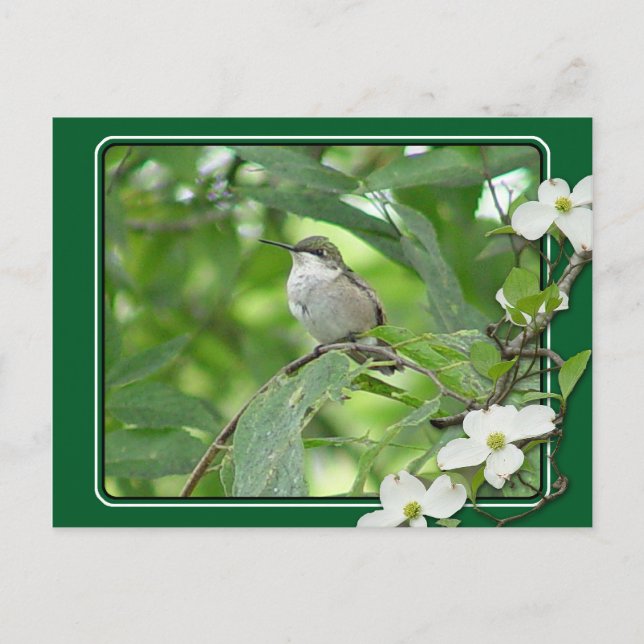 Hummingbird Postcard (Front)