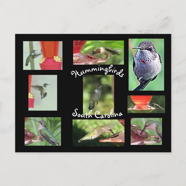 Hummingbird Postcard (Front)