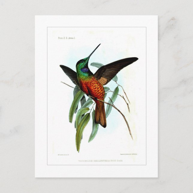 Hummingbird Postcard (Front)