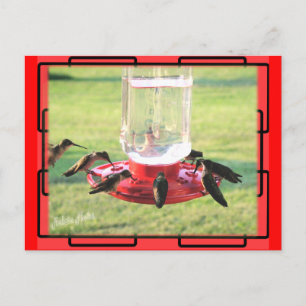 Hummingbird Postcard