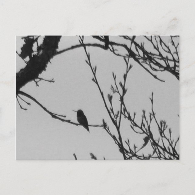 Hummingbird Postcard (Front)
