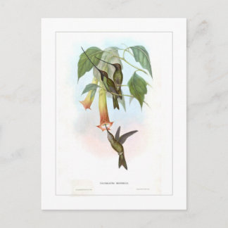Hummingbird Postcard