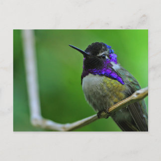 Hummingbird Postcard