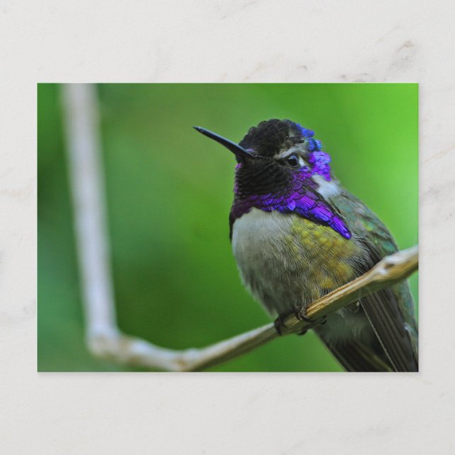Hummingbird Postcard (Front)