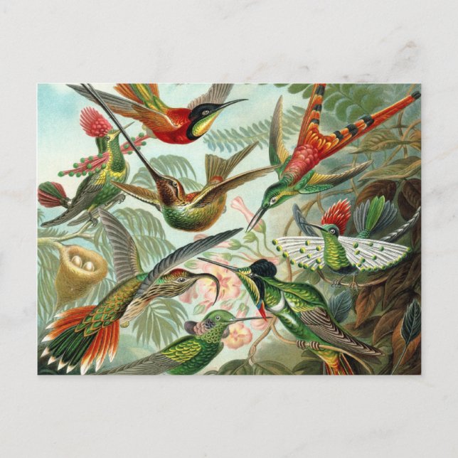 Hummingbird Postcard (Front)