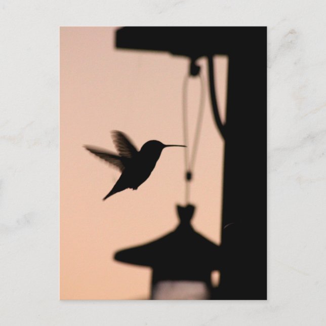 Hummingbird Postcard (Front)