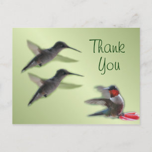 Hummingbird Postcard Thank You or any occasion