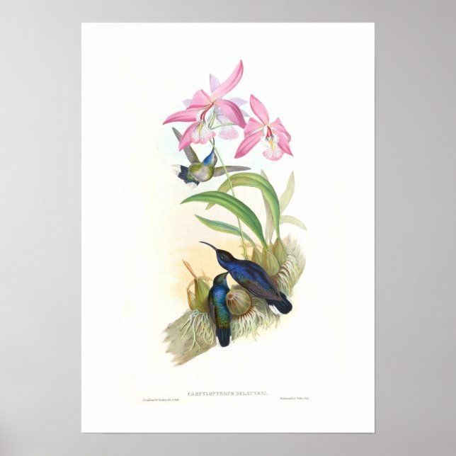 Hummingbird Poster (Front)
