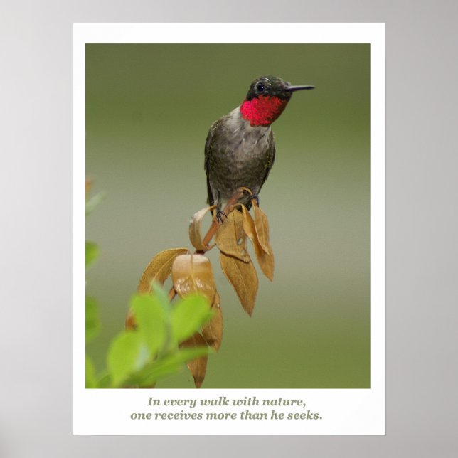 Hummingbird Poster (Front)