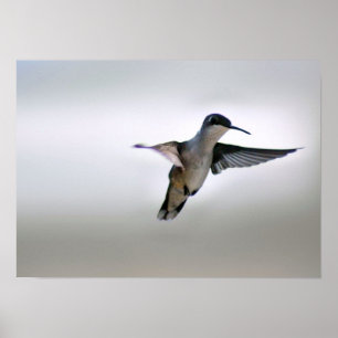 Hummingbird Poster