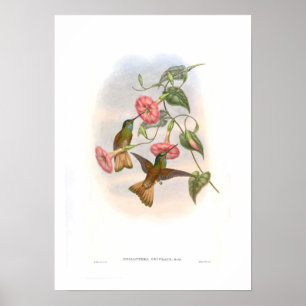 Hummingbird Poster
