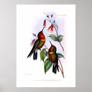 Hummingbird Poster