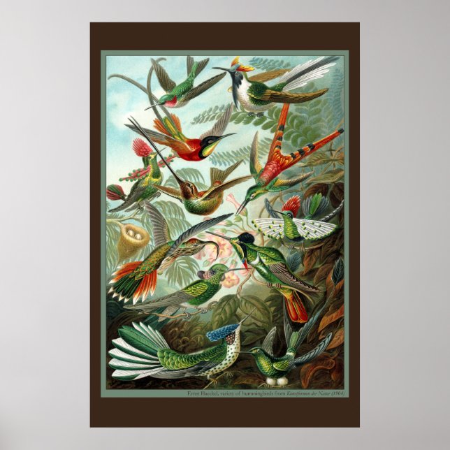 Hummingbird Print (Front)