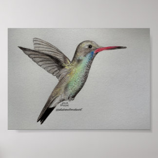 Hummingbird - Print