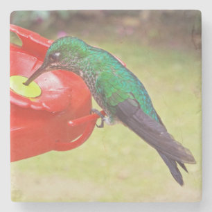 HUMMINGBIRD/PURPLE SABREWING/STONE COASTER