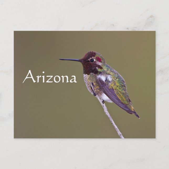 Hummingbird resting, Arizona Postcard (Front)