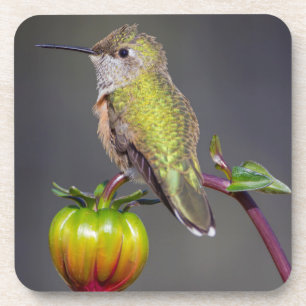 Hummingbird rests on flower bud coaster