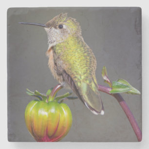Hummingbird rests on flower bud stone coaster