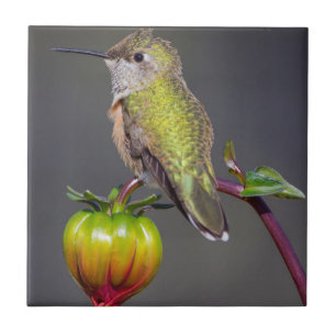 Hummingbird rests on flower bud tile