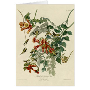 Hummingbird Ruby Throated Audubon Bird