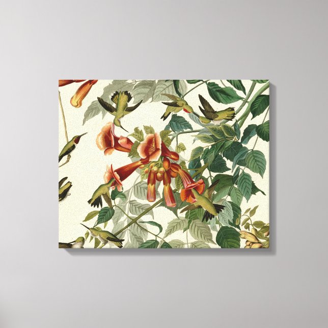 Hummingbird Ruby Throated Audubon Bird Canvas Print (Front)
