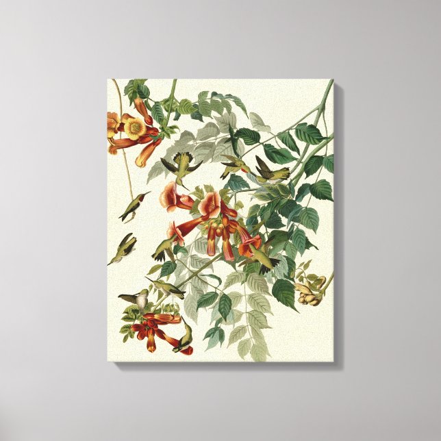 Hummingbird Ruby Throated Audubon Bird Canvas Print (Front)