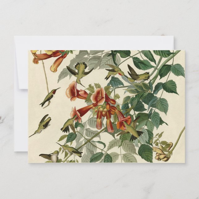 Hummingbird Ruby Throated Audubon Bird Invitation (Front)