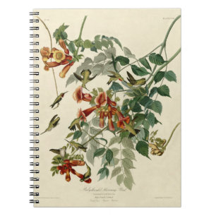 Hummingbird Ruby Throated Audubon Bird Notebook