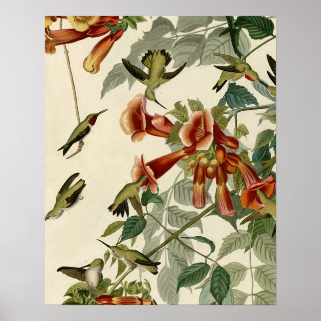 Hummingbird Ruby Throated Audubon Bird Poster (Front)