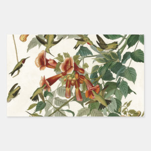 Hummingbird Ruby Throated Audubon Bird Sticker